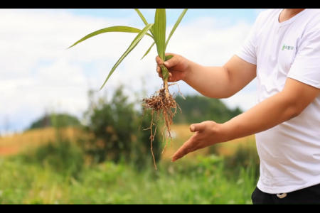 玉屏风物：四季白及