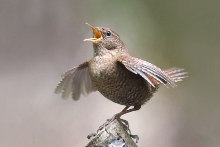 聆听一只鸟才算认识它