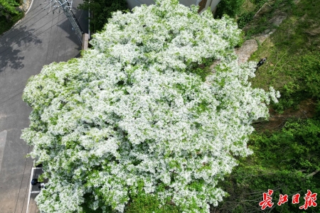 武汉一流苏古树开花