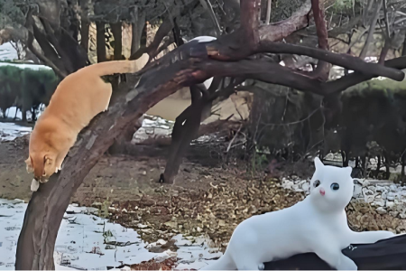 “栩栩如生！大爷在公园用积雪堆出“雪猫”和“雪鼠”