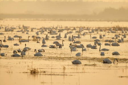 江苏溧水：石臼湖变身“天鹅湖”