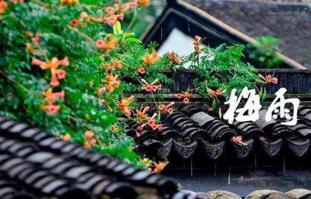 5【2】最销魂处是梅雨