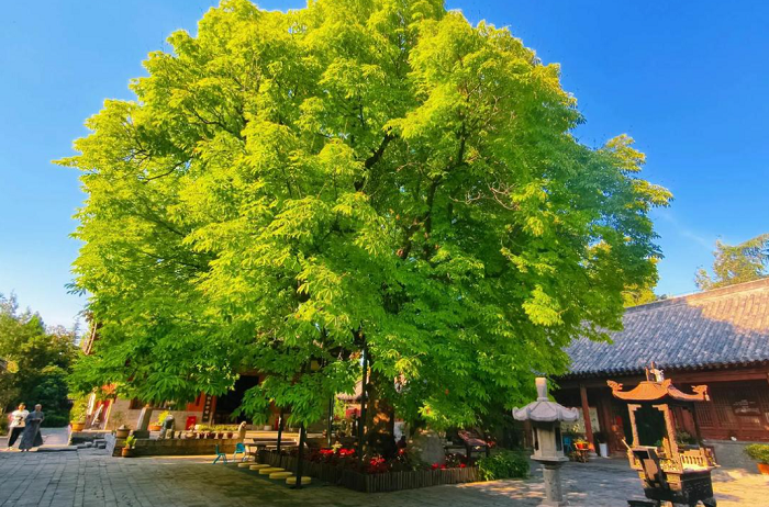 7【2】有菩提树的地方