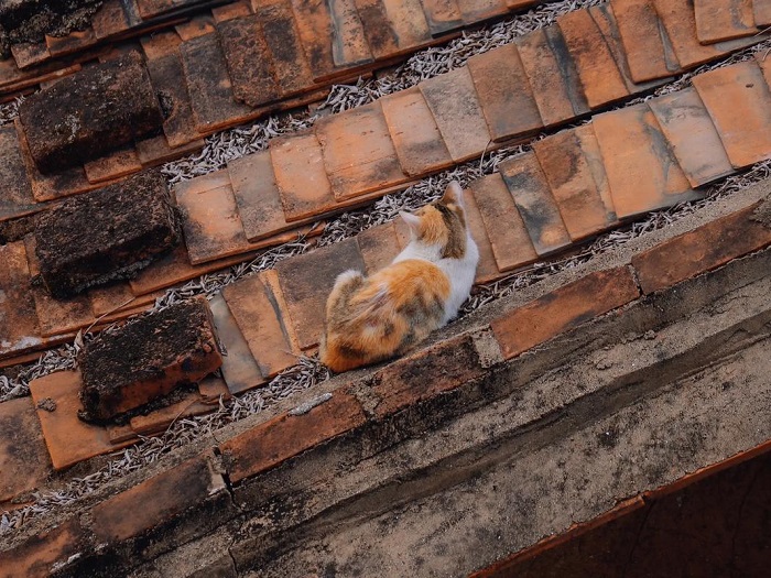 4【2】瓦楞上的猫