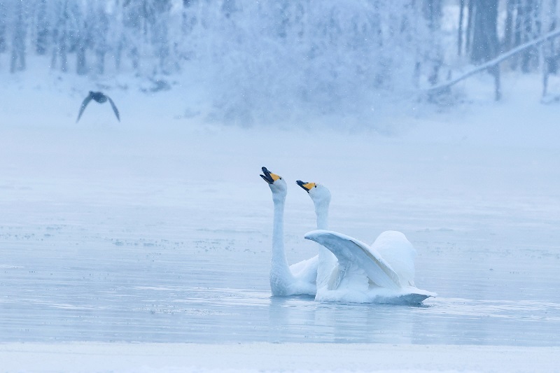 4【4】鹅群与雾