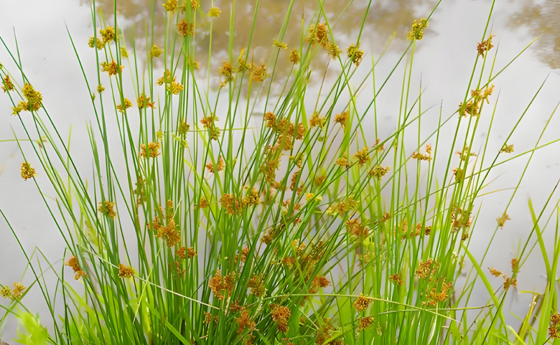 4【2】野蔺草 4【2】野蔺草