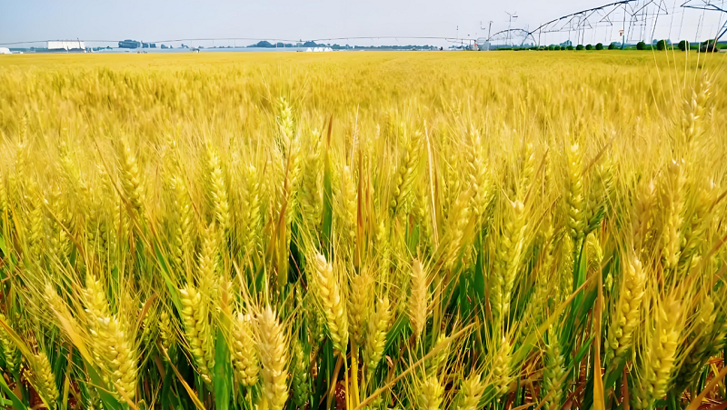 5【2】麦写关河 5【2】麦写关河