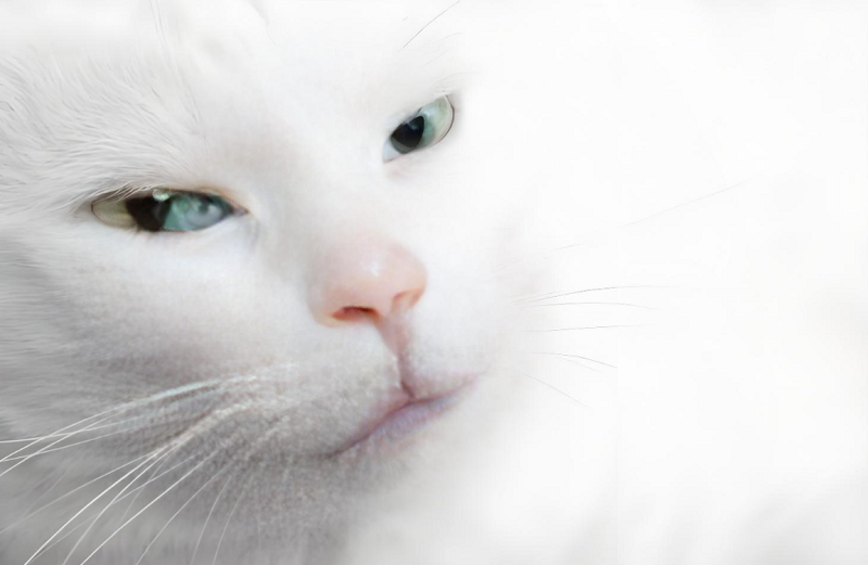 7【3】人与猫