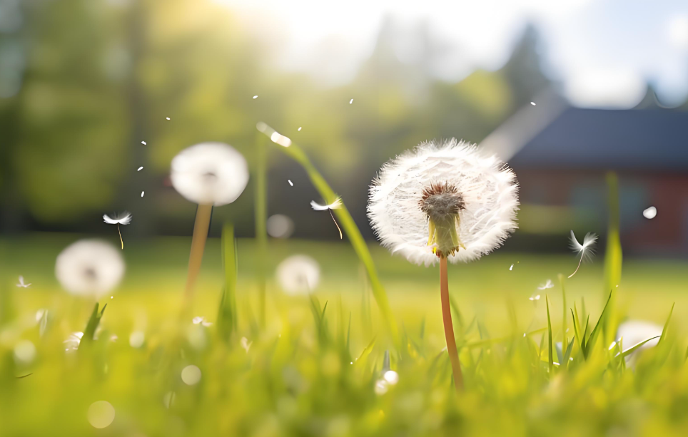 4【4】蒲公英的约定