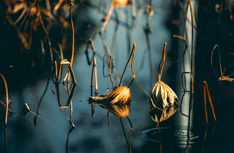 5【4】一枝枯荷