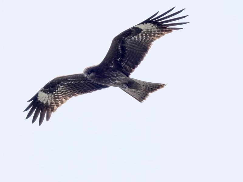 7【4】阿万仓的鹰 7【4】阿万仓的鹰