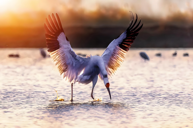 5【2】鹤魂飞扬