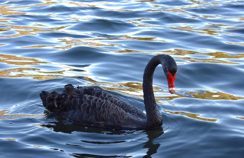 5【4】黑天鹅去哪了 5【4】黑天鹅去哪了