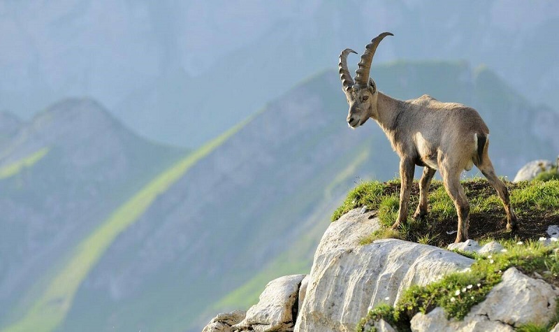 7【1】登高的羊 7【1】登高的羊