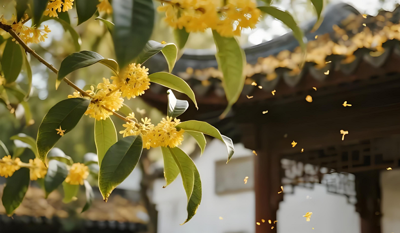 4【2】一树米粒大的桂花