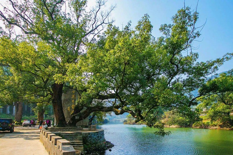 7【3】大树 7【3】大树