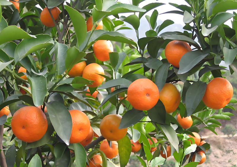 7【1】冰糖桔子