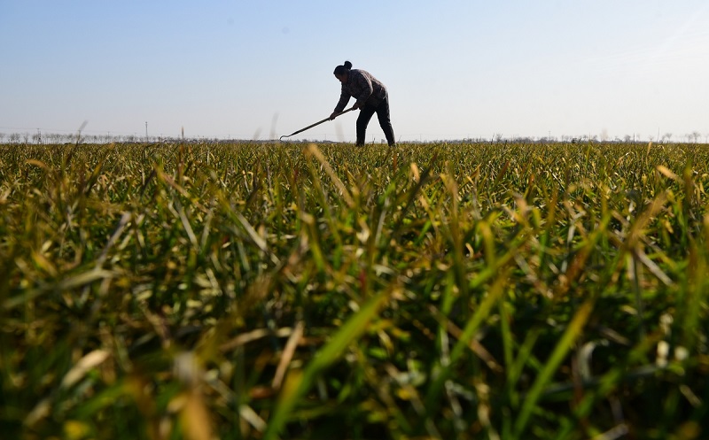 5【4】庄稼不了情