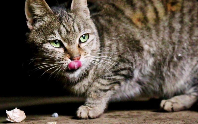 7【3】一只会乞讨的猫