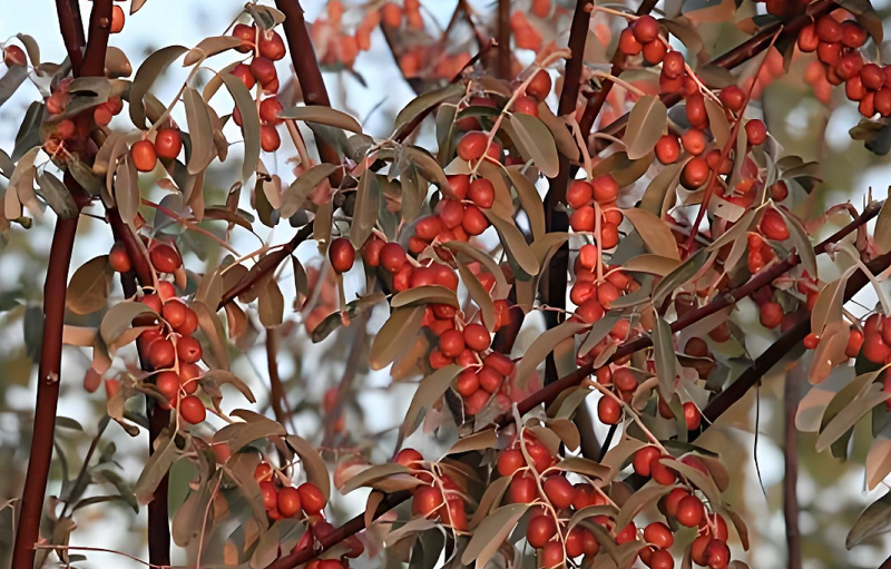 5【4】又见沙枣红