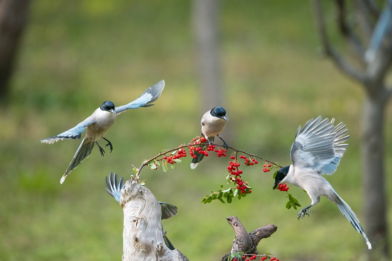 5【4】鸟声如织