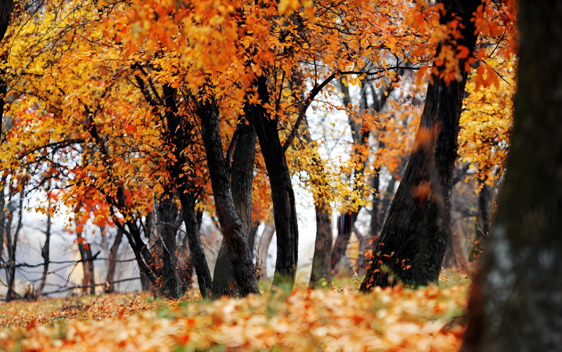 4【4】叶落风起