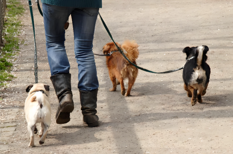 7【1】奇特的宠物