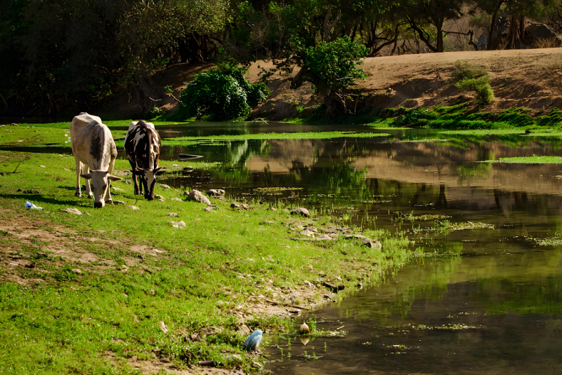 4【4】在河岸行走的下午