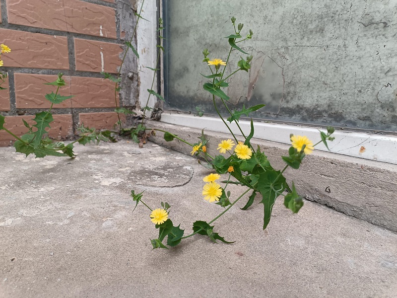 4【2】疏影·墙缝中钻出的小花