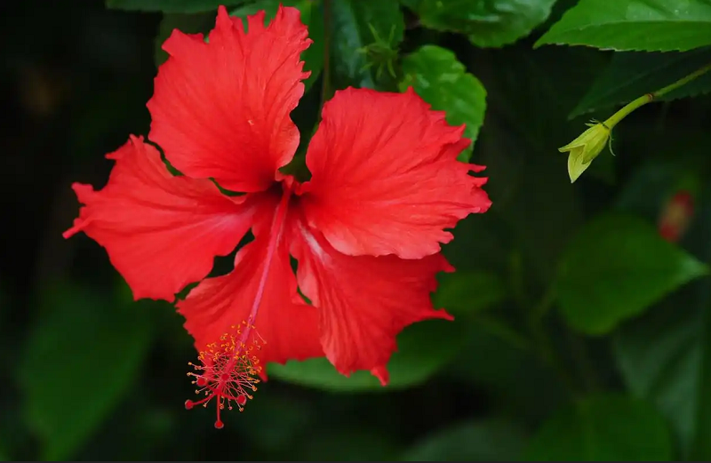 5【2】冬日看扶桑 5【2】冬日看扶桑