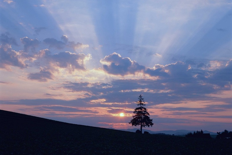 4【2】以树的姿态