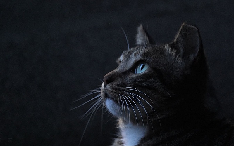 7【1】午夜猫语