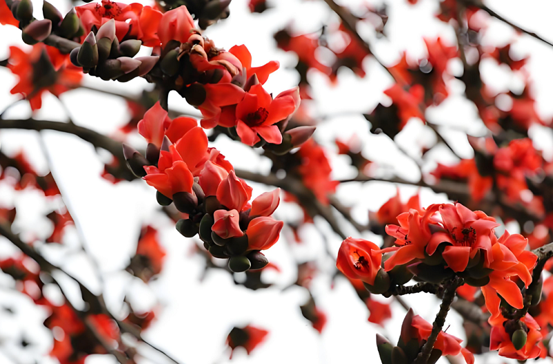 5【3】广州红棉早