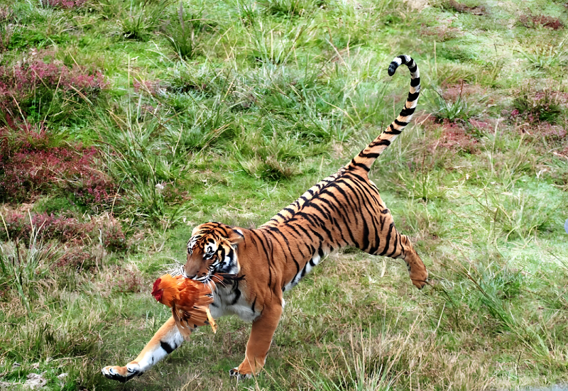 5【1】虎事 5【1】虎事