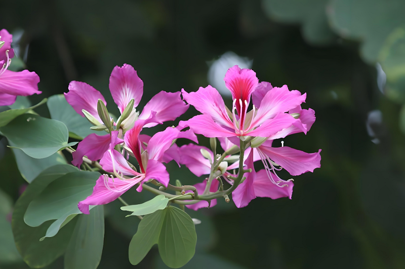 5【2】花无枝 5【2】花无枝