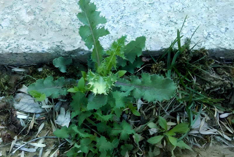 5【1】苦苣逆袭,和不由分说的老奶奶 5【1】苦苣逆袭,和不由分说的老奶奶