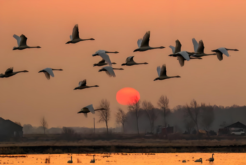 5【3】候鸟的驿站 5【3】候鸟的驿站