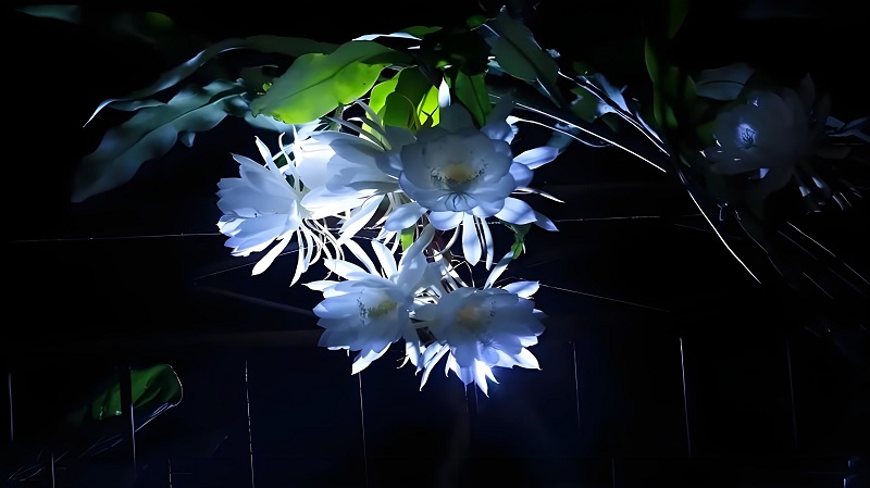 4【2】昙花